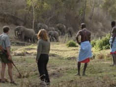 Kitich Forest Camp - walk elephants