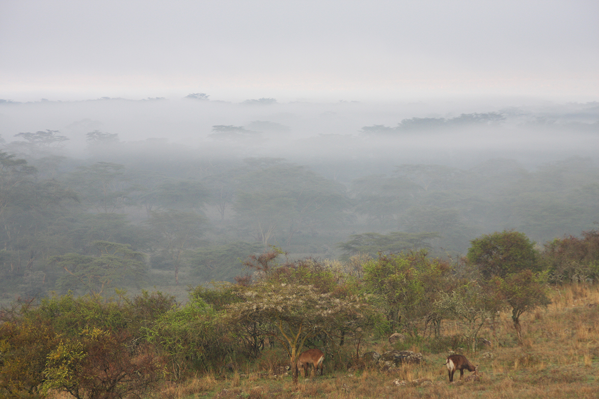 Lake Nakuru Lodge - Aussicht