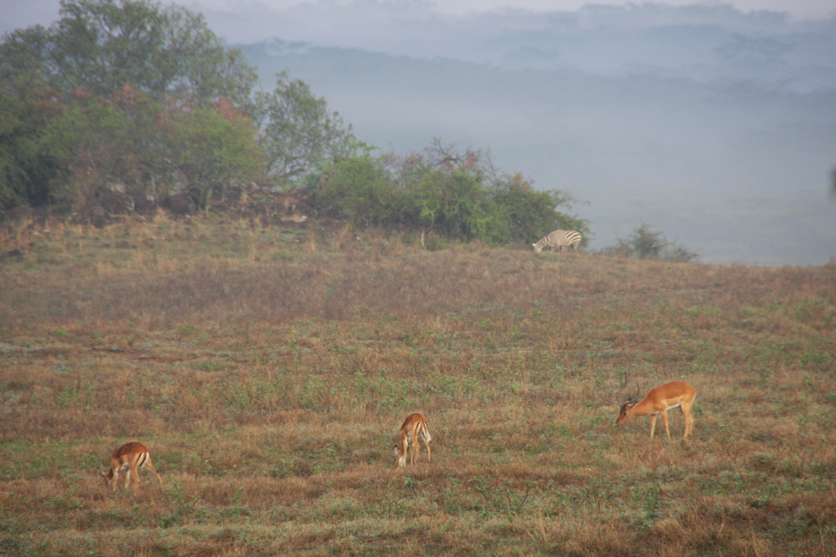 Lake Nakuru Lodge - Aussicht