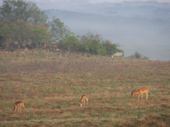 Lake Nakuru Lodge - Aussicht Lake Nakuru Lodge - Aussicht