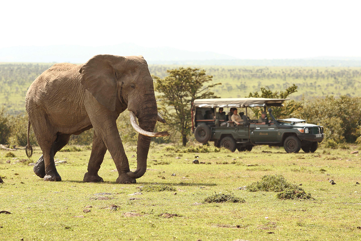Naboisho Camp - Game Drive im offenen Geländefahrzeug