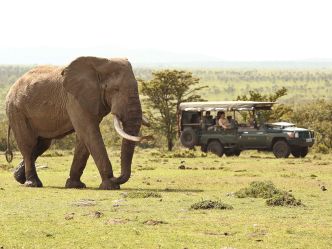 Naboisho Camp - Game Drive im offenen Geländefahrzeug Naboisho Camp - Game Drive im offenen Geländefahrzeug