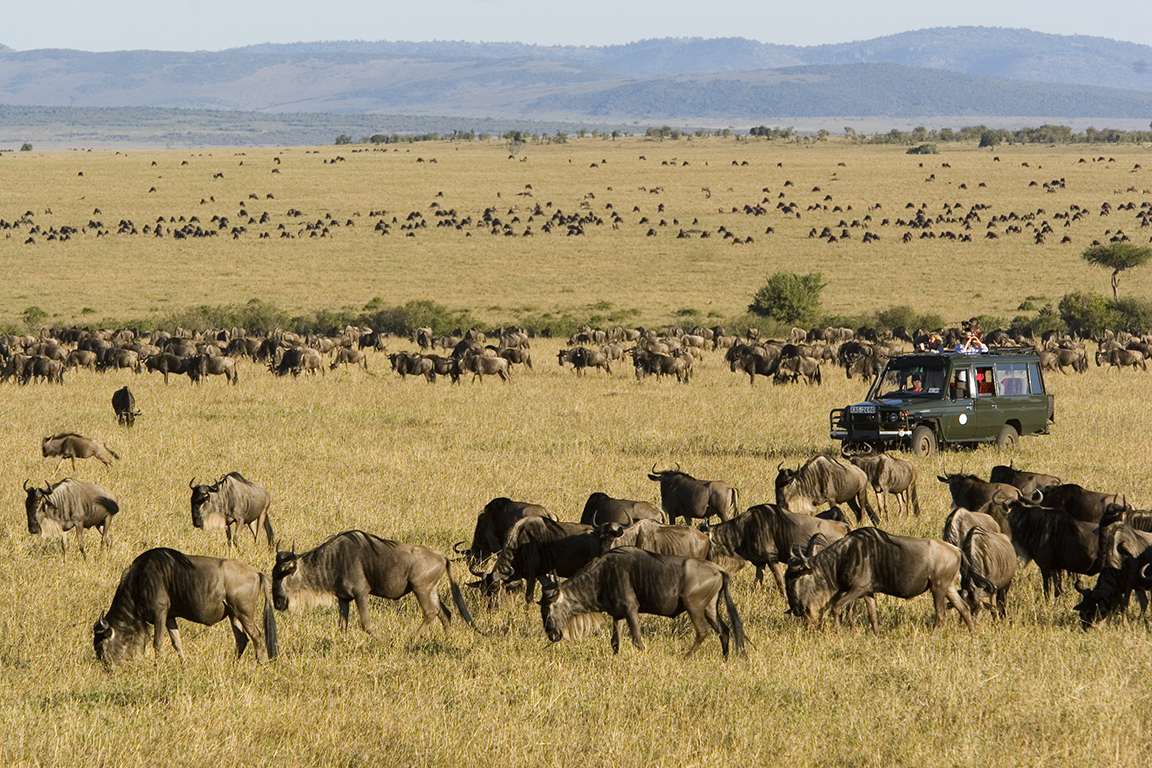 Rekero Camp - Game Drive während der Migration