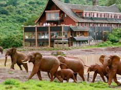The Ark - Elefanten an der Wasserstelle
