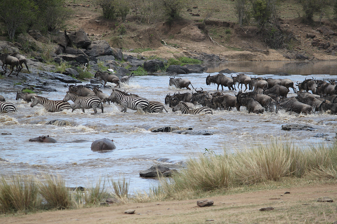 Tipilikwani Mara Camp - River Crossing