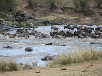 Tipilikwani Mara Camp - River Crossing Tipilikwani Mara Camp - River Crossing