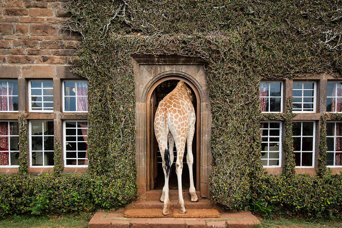 The Giraffe Manor, Nairobi