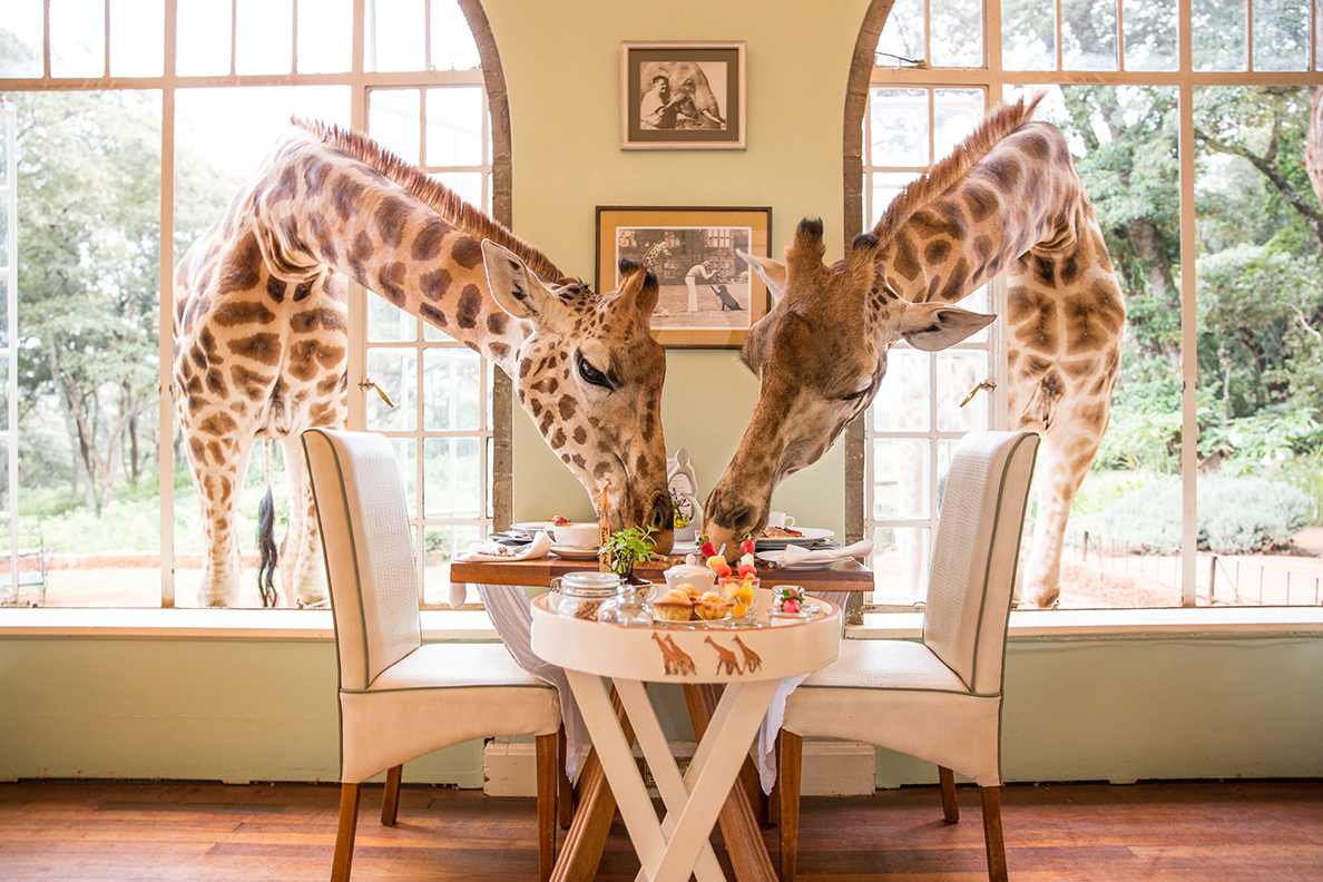 The Giraffe Manor, Nairobi