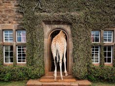 The Giraffe Manor, Nairobi