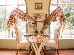The Giraffe Manor, Nairobi