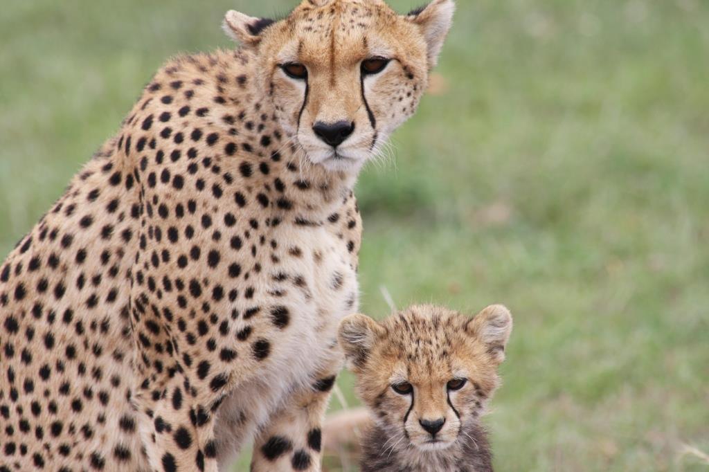 Geparden im Masai Mara Game Reserve