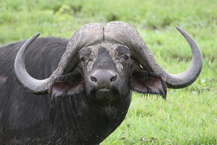 Amboseli National Park, Büffel