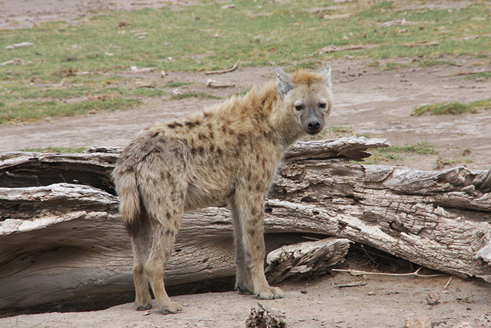 Amboseli National Park, Hyäne