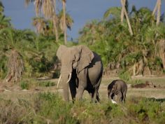 Amboseli National Park, Elefanten am Sumpfgebiet