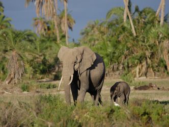 Amboseli National Park, Elefanten am Sumpfgebiet Amboseli National Park, Elefanten am Sumpfgebiet