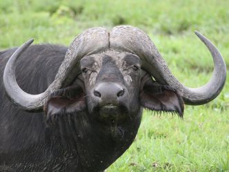 Amboseli National Park, Büffel Amboseli National Park, Büffel