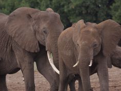 Amboseli National Park, Elefanten