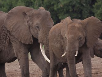 Amboseli National Park, Elefanten Amboseli National Park, Elefanten