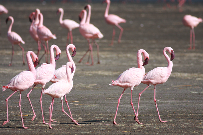 Lake Nakuru National Park, Flamingos sin die grosse Attraktion
