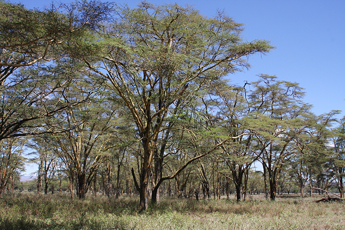 Lake Nakuru National Park