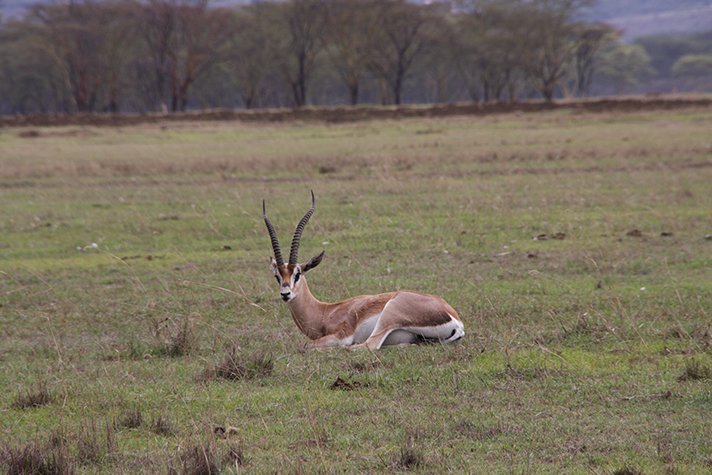 Lake Nakuru National Park, Grant Gazelle