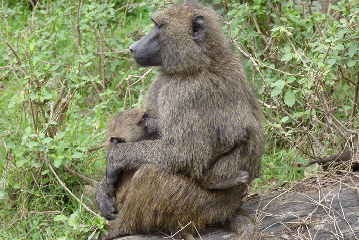 Lake Nakuru National Park, Pavianmutter mit Jungtier
