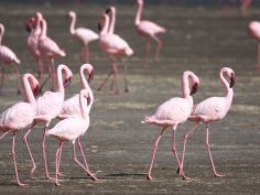 Lake Nakuru National Park, Flamingos sin die grosse Attraktion