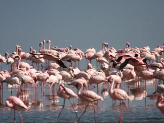 Lake Nakuru National Park, Flamingos sind die grosse Attraktion Lake Nakuru National Park, Flamingos sind die grosse Attraktion