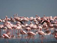 Lake Nakuru National Park, Flamingos sind die grosse Attraktion Lake Nakuru National Park, Flamingos sind die grosse Attraktion