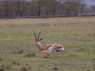 Lake Nakuru National Park, Grant Gazelle Lake Nakuru National Park, Grant Gazelle