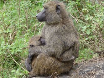 Lake Nakuru National Park, Pavianmutter mit Jungtier Lake Nakuru National Park, Pavianmutter mit Jungtier