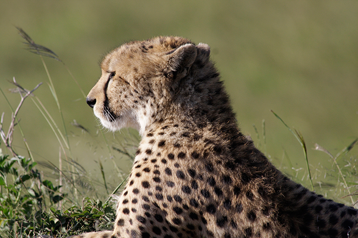 Masai Mara Game Reserve, Gepard