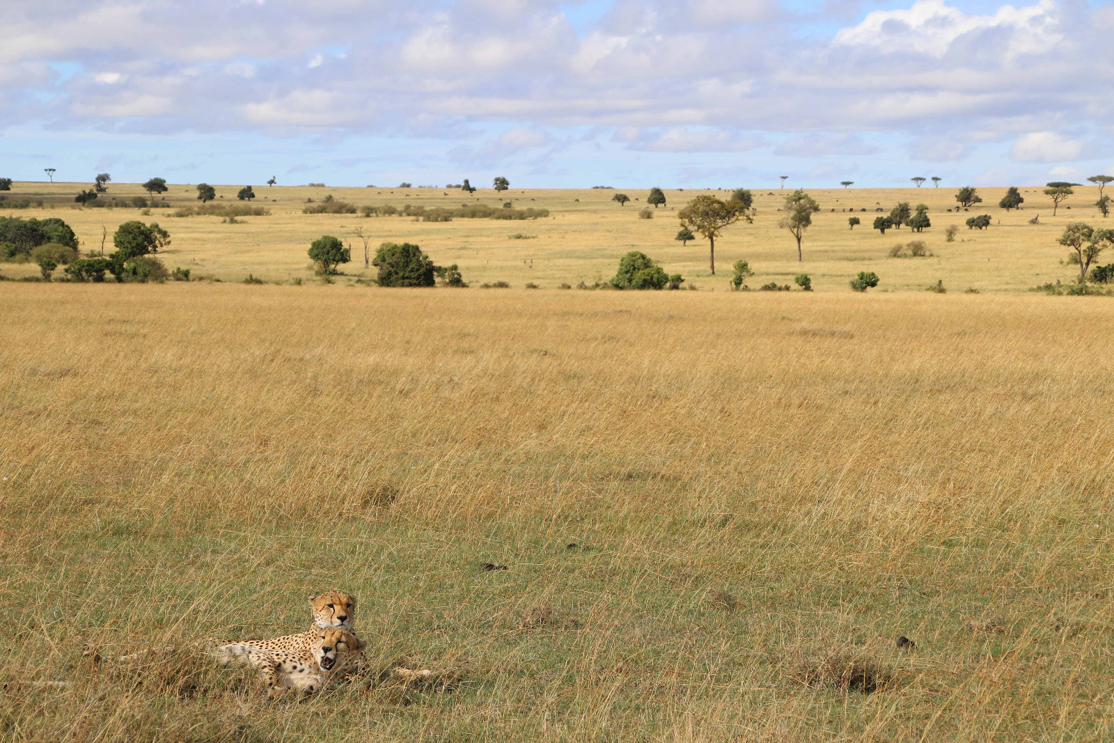 Masai Mara Game Reserve - Geparden