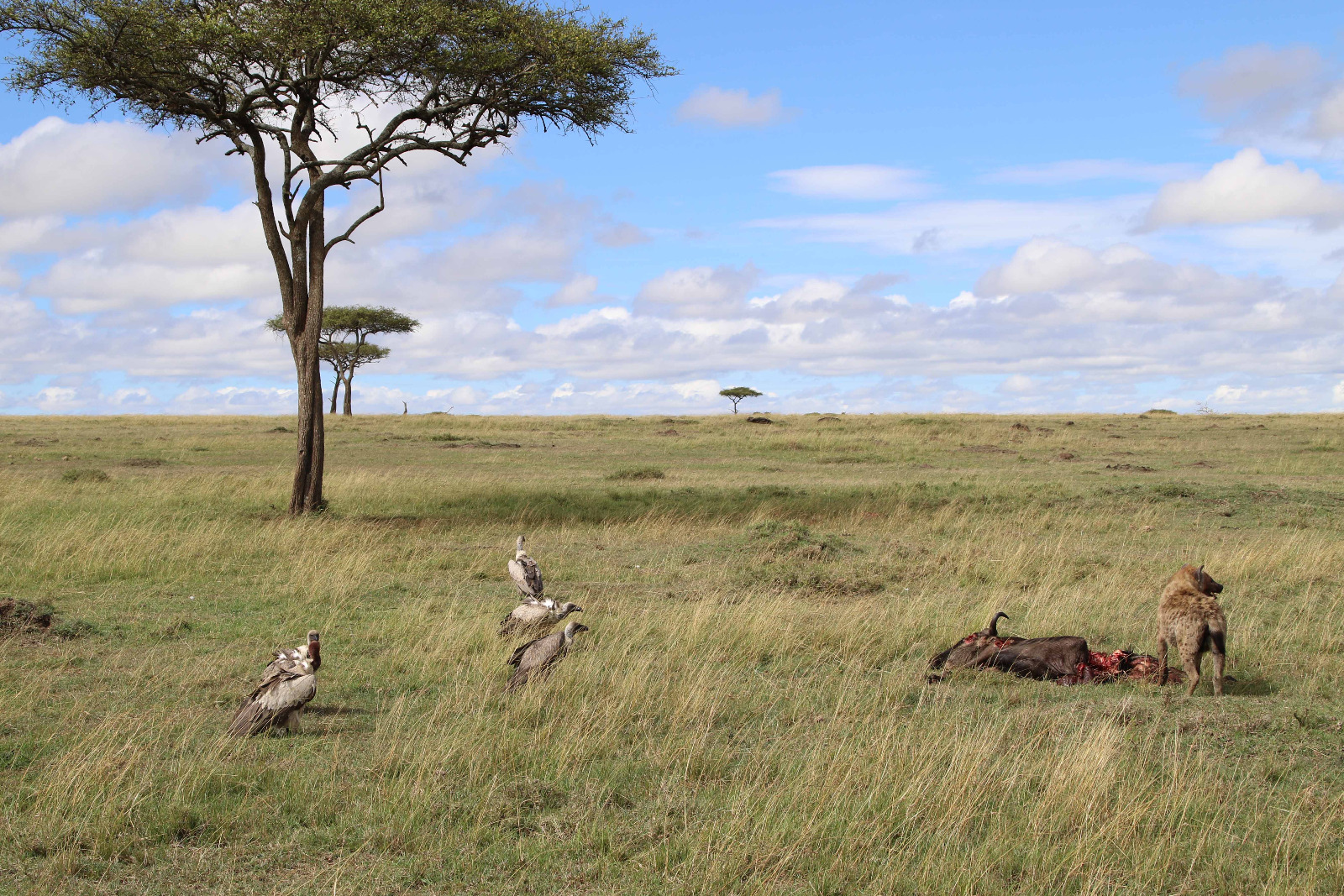 Masai Mara Game Reserve - Hyäne und Geier
