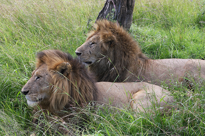 Masai Mara Game Reserve, Löwen