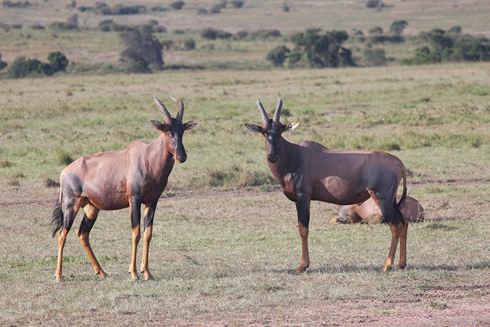 Masai Mara Game Reserve, Topi