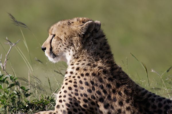 Masai Mara Game Reserve