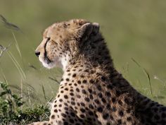 Masai Mara Game Reserve, Gepard