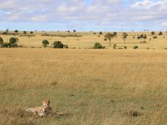 Masai Mara Game Reserve - Geparden