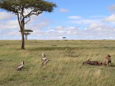 Masai Mara Game Reserve - Hyäne und Geier