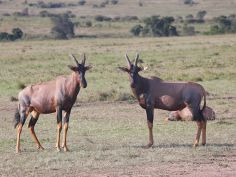Masai Mara Game Reserve, Topi
