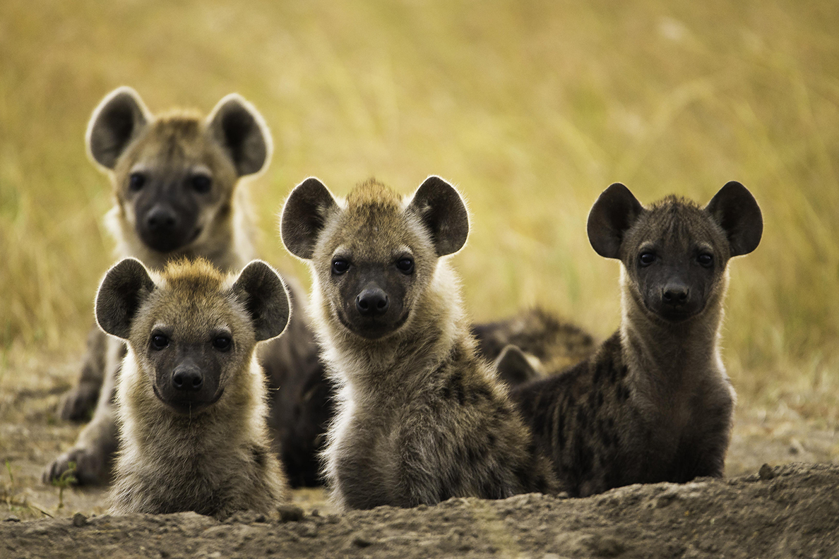 Meru National Park (© Elewana)
