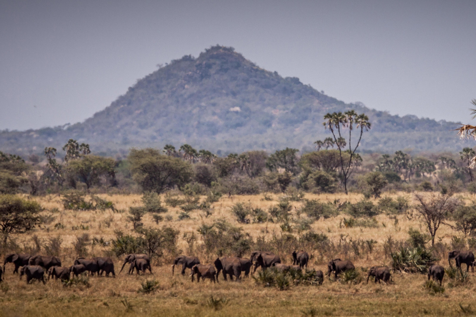 Meru National Park (© Elewana)