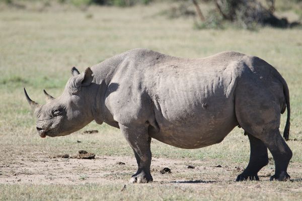 Ol Pejeta Conservancy