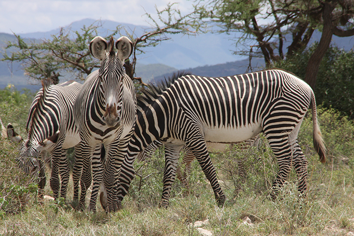 Samburu Game Reserve, Grevyzebra