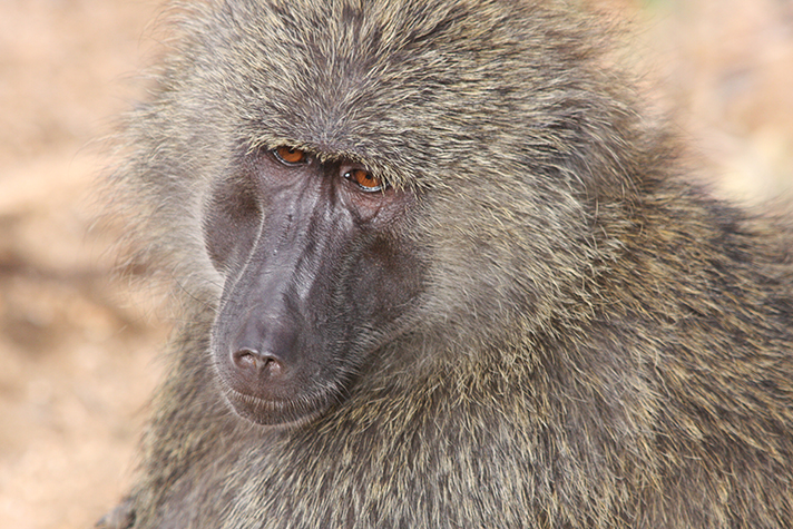 Samburu Game Reserve, Pavian
