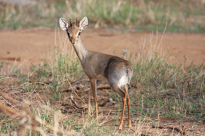 Samburu Game Reserve, Dik Dik