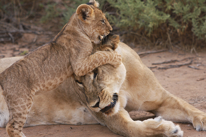 Samburu Game Reserve