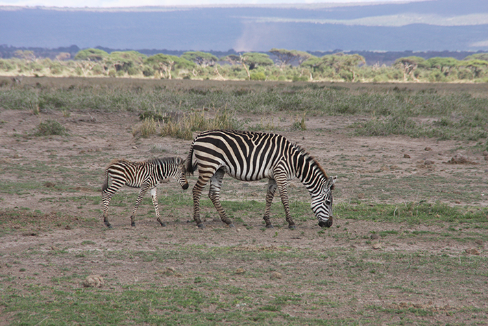 Samburu Game Reserve, Steppenzebra