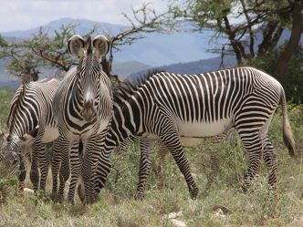 Samburu Game Reserve, Grevyzebra Samburu Game Reserve, Grevyzebra